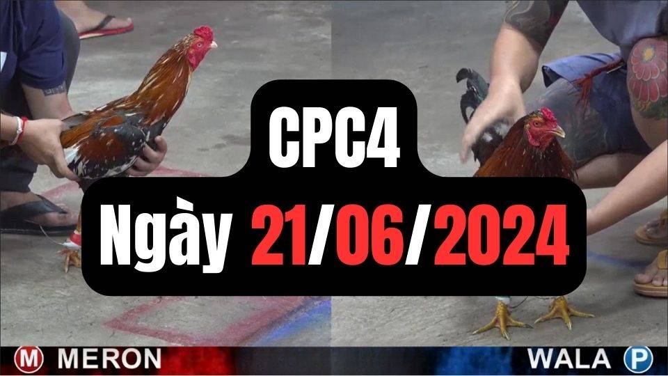 Đá gà thomo CPC4 ngày 21/06/2024