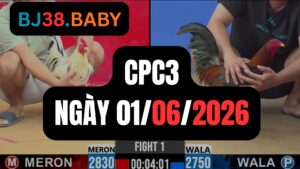 Đá gà thomo CPC3 ngày 01-06-2026