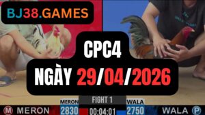 Đá gà thomo CPC4 ngày 29-04-2026
