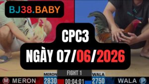 Đá gà thomo CPC3 ngày 07-06-2026