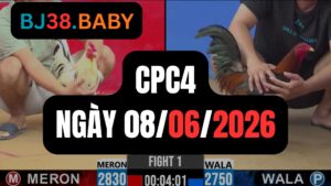 Đá gà thomo CPC4 ngày 08-06-2026