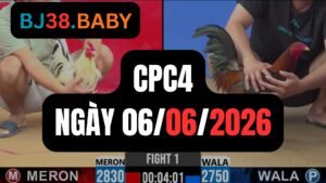 Đá gà thomo CPC4 ngày 06-06-2026