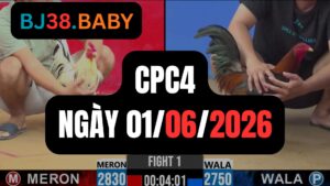 Đá gà thomo CPC4 ngày 01-06-2026