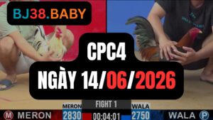 Đá gà thomo CPC4 ngày 14-06-2026