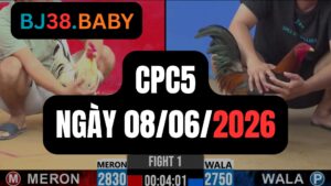 Đá gà thomo CPC5 ngày 08-06-2026