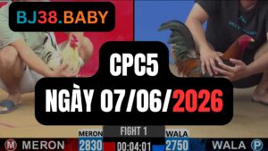 Đá gà thomo CPC5 ngày 07-06-2026