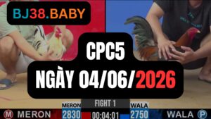 Đá gà thomo CPC5 ngày 04-06-2026