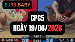 Đá gà thomo CPC5 ngày 19-06-2026