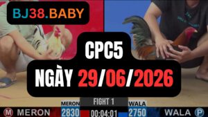 Đá gà thomo CPC5 ngày 29-06-2026
