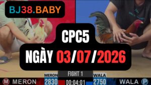 Đá gà thomo CPC5 ngày 03-07-2026