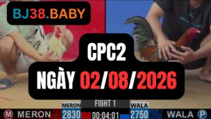 Video đá gà CPC2 Thomo hôm nay 02-08-2026