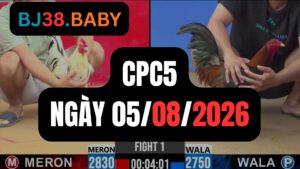 Video đá gà CPC5 Thomo hôm nay 05-08-2026