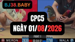 Video đá gà CPC5 Thomo hôm nay 01-08-2026