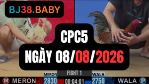 Video đá gà CPC5 Thomo hôm nay 08-08-2026