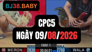 Video đá gà CPC5 Thomo hôm nay 09-08-2026