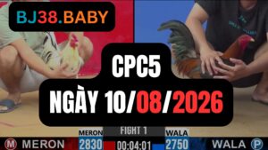 Video đá gà CPC5 Thomo hôm nay 10-08-2026